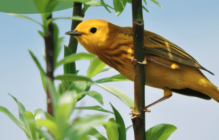 Protéger les oiseaux au Québec : aider les municipalités à devenir des chefs de file en matière de protection des oiseaux